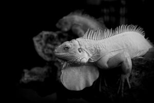 iijmioを使った佐賀のおすすめプランは？