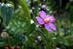 格安SIMを高知で比較する際のポイントは？